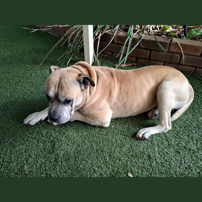 Photo of Diesel