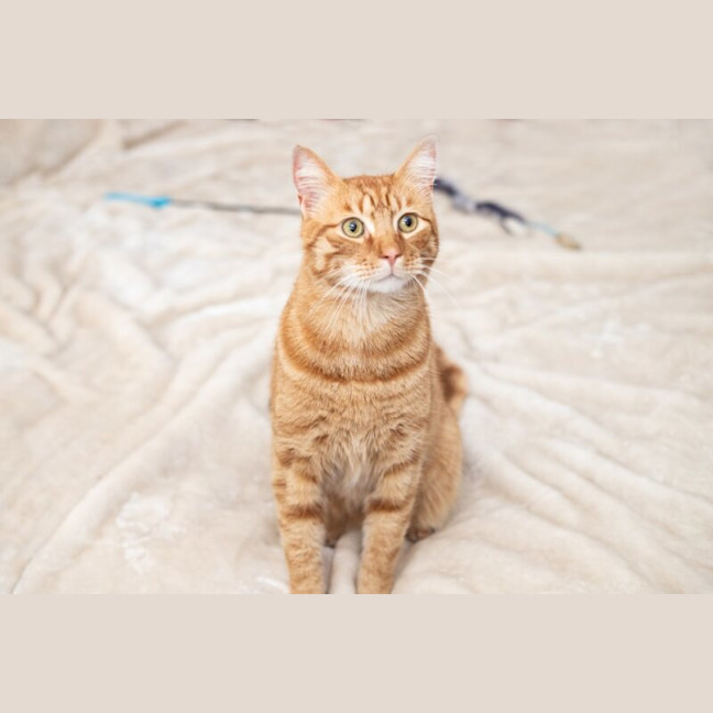 Photo of Pumpkin