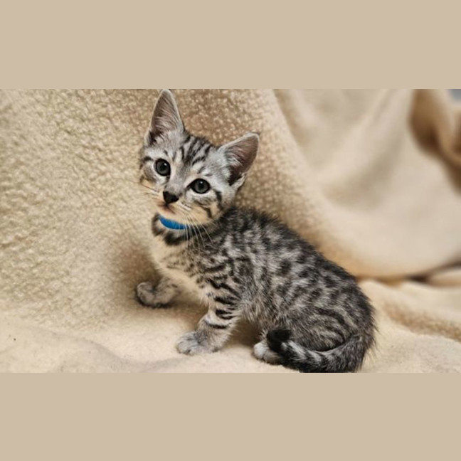Photo of Romeo