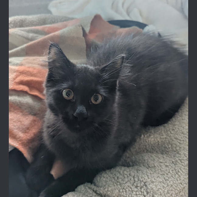 Photo of Toothless