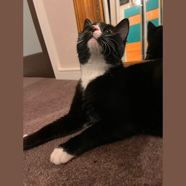 Photo of Jasper   Located In Pascoe Vale