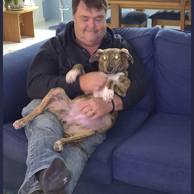 Photo of Tilly   8 Month Old Kelpie X