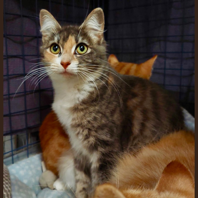 Photo of Muffin
