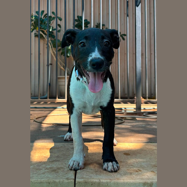 Photo of Sabre