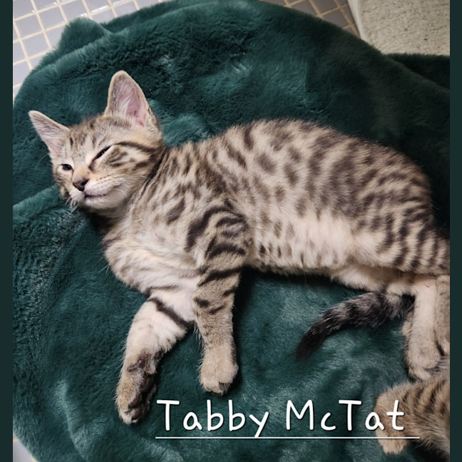 Photo of Tabby Mc Tat