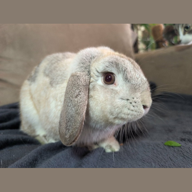 Photo of Tim Tam