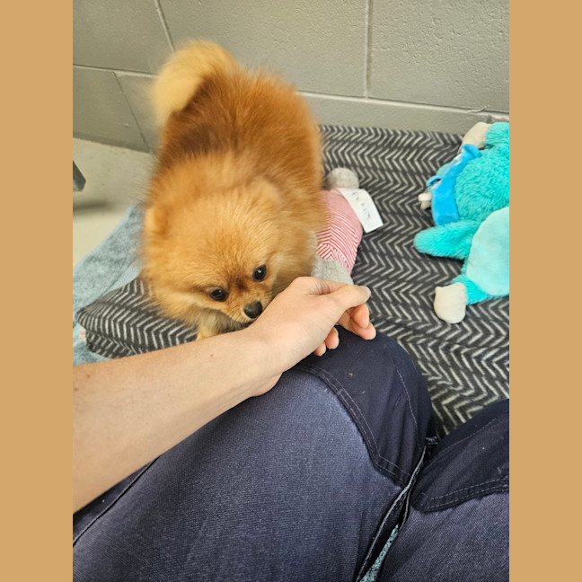 Photo of Evie