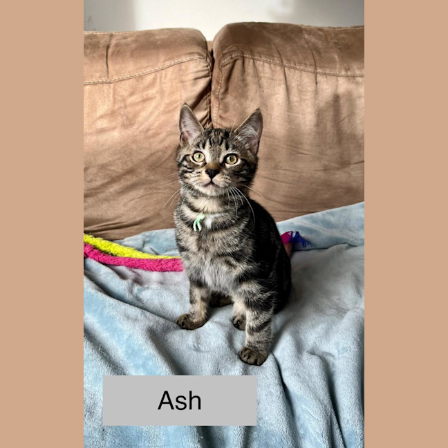 Photo of Ash
