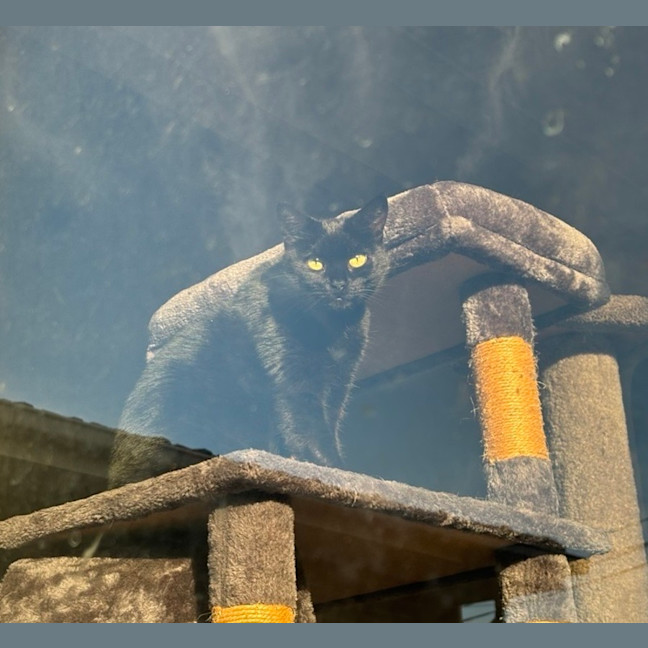 Photo of Horace & Blackie 