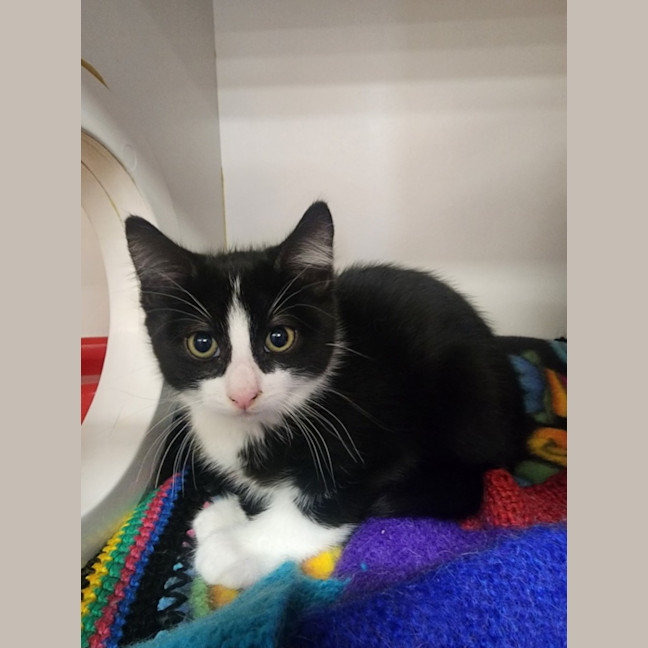 Photo of Corangamite