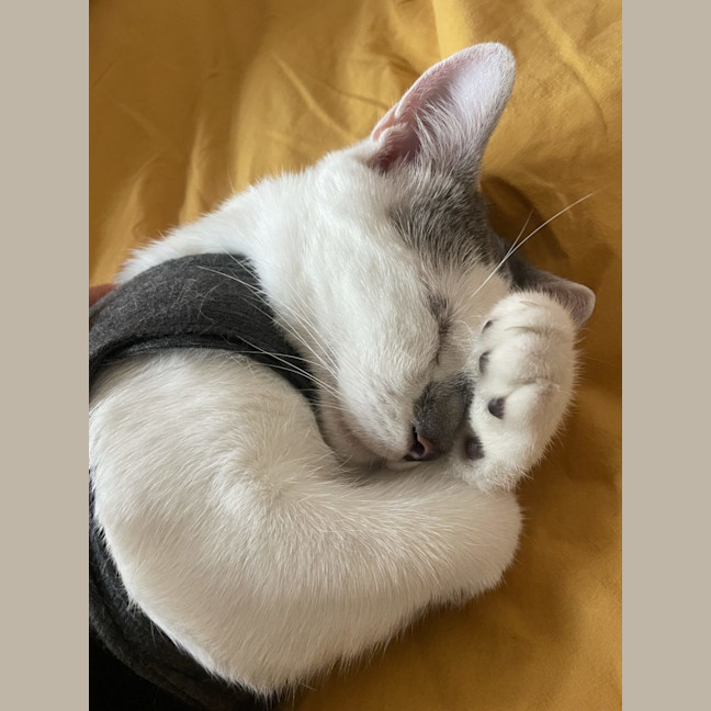 Photo of Archie