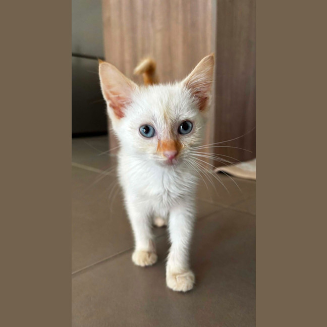 Photo of Tofu