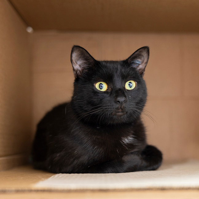 Photo of Senna (Previously Cupcake)