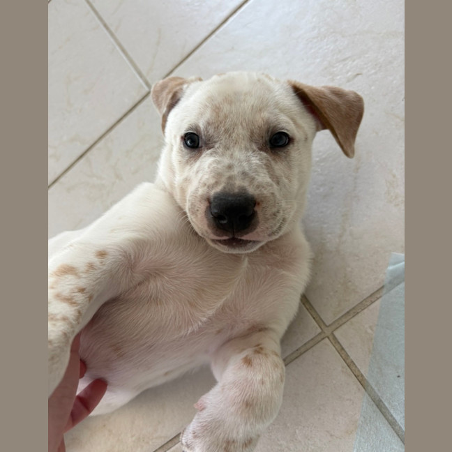 Photo of Bingo    9 Week Old Cattle Dog X