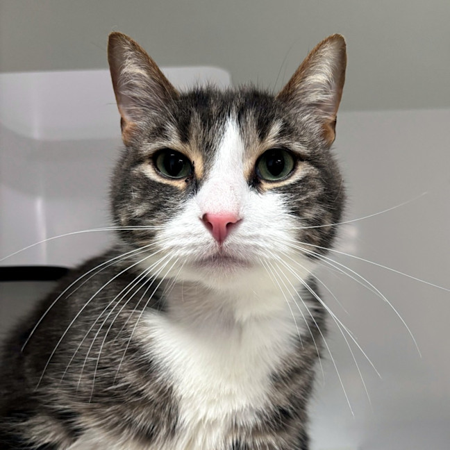 Photo of Laddie Sua015075