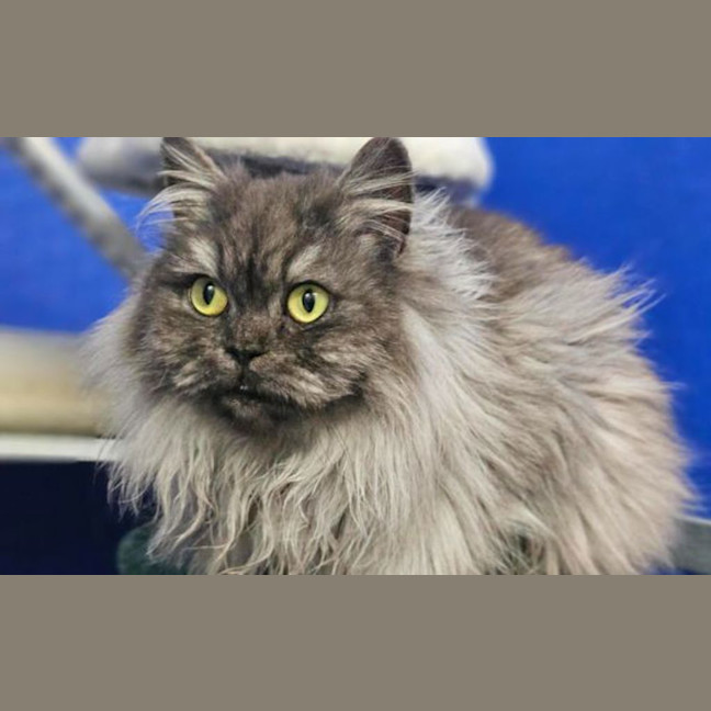 Photo of Lady Anastasia