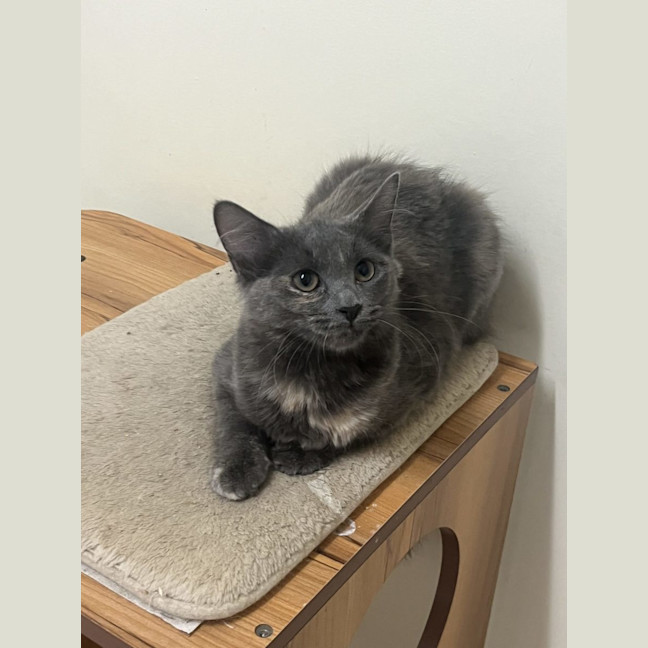 Photo of Bobby   Now At Pet Quarters Broadmeadow