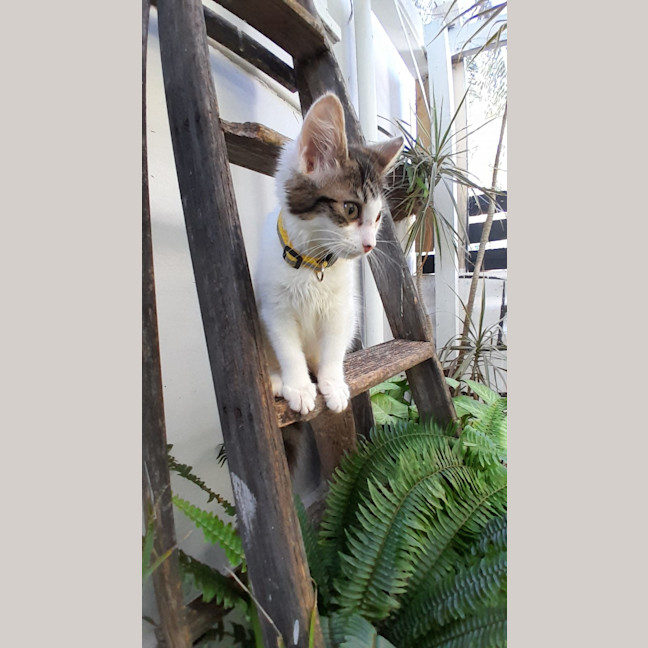 Photo of Poppy