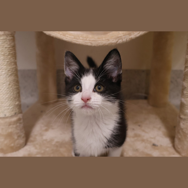 Photo of Winston