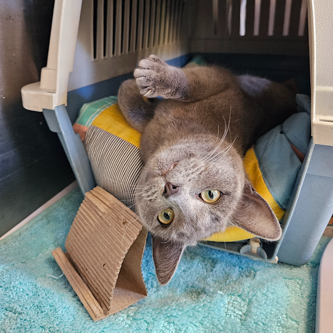 Photo of Grey