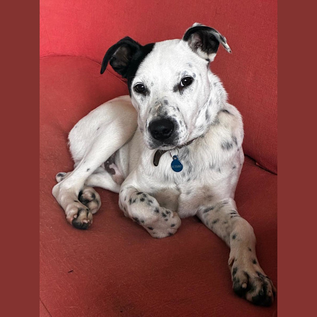 Photo of Nubby