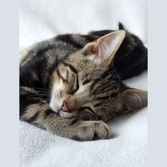 Photo of Houdini