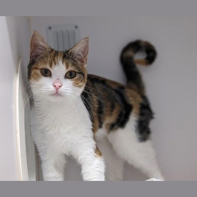 Photo of Tilly
