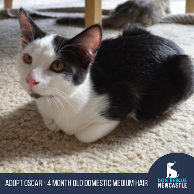 Photo of Oscar   4 Month Old Domestic Medium Hair