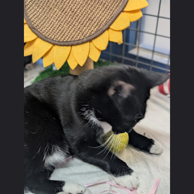 Photo of Daffy