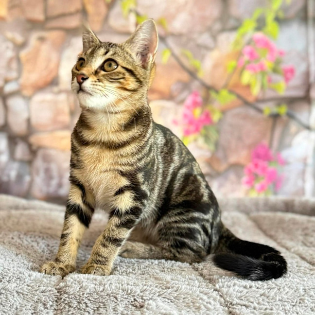 Photo of Bay  In Foster Care In Greensborough