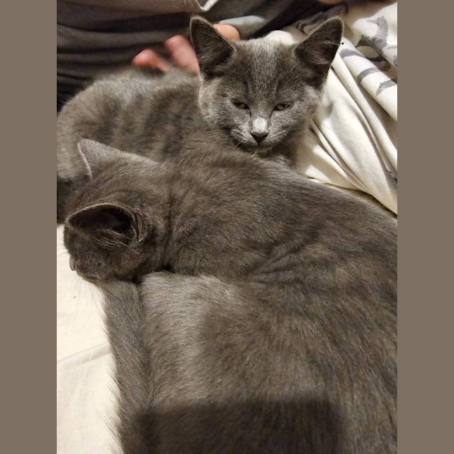 Photo of Mudgee Meet Me@Petstock Keysborough