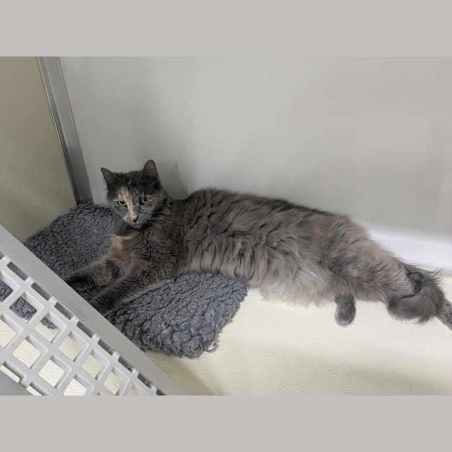 Photo of 💞 Tilly 6927 💞