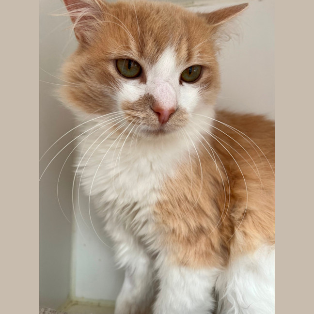 Photo of Naranjito