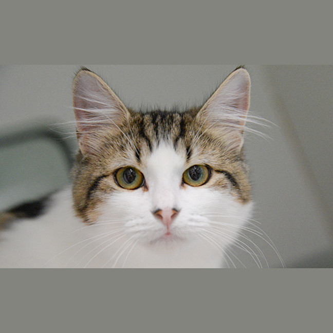 Photo of Meowth