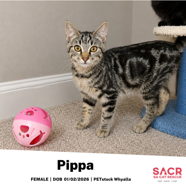 Photo of Pippa