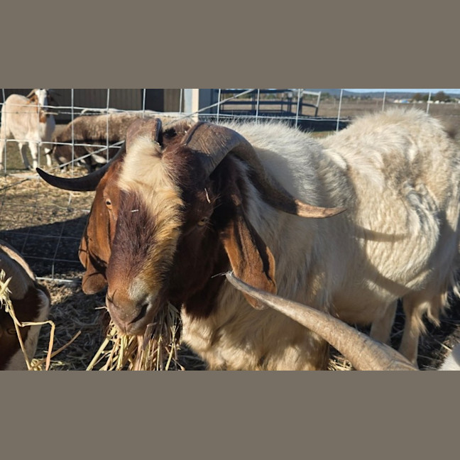 Photo of Bruce And Checkers