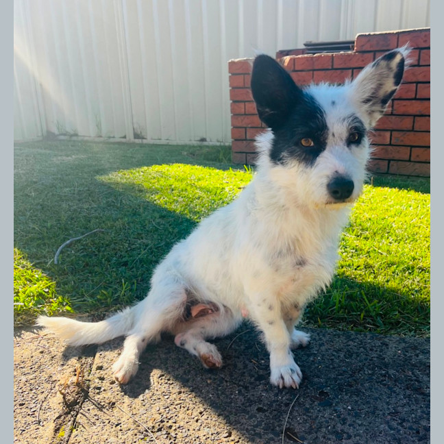 Photo of Rosie 🌹🌞