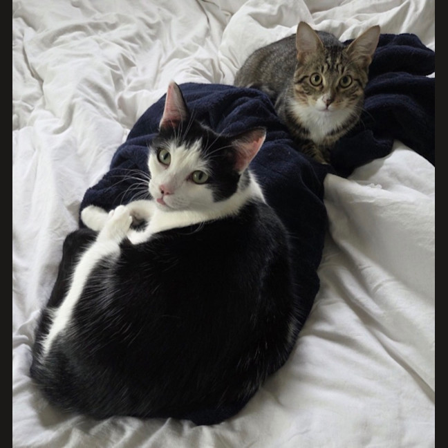 Photo of K   6 Year Old Domestic Short Hair