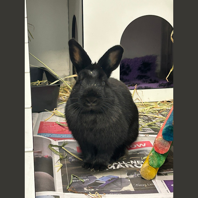 Photo of Rosie