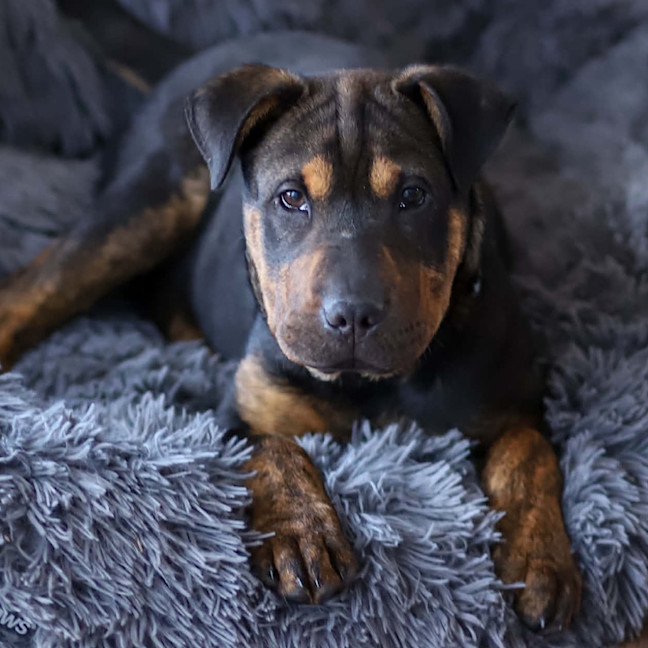 Photo of Bennie