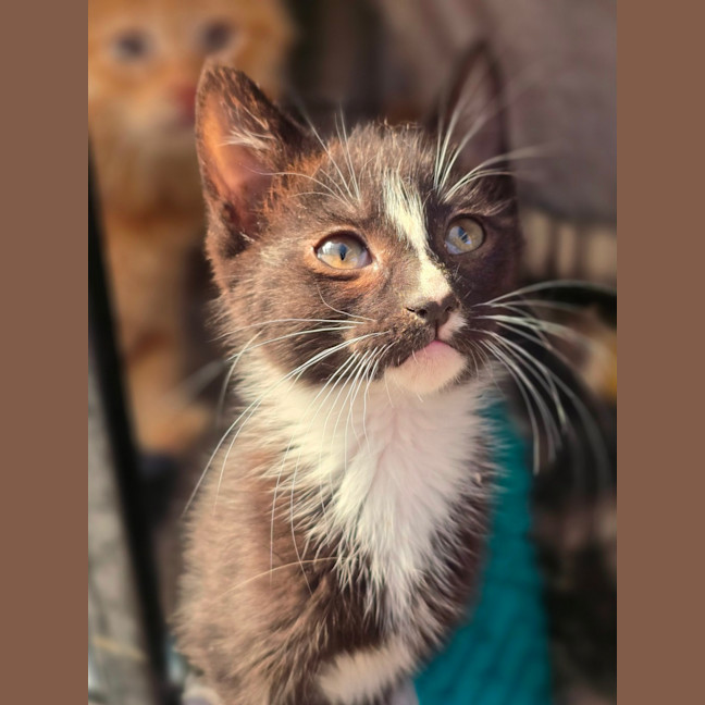 Photo of Sticky Mittens