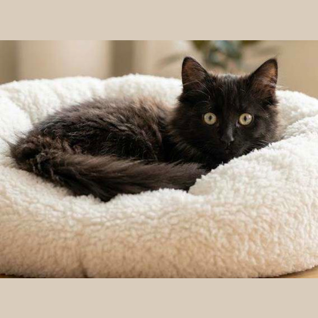 Photo of Binx