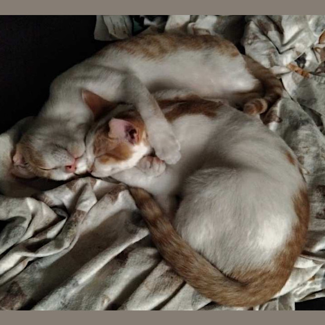 Photo of Toffee Was Ninja