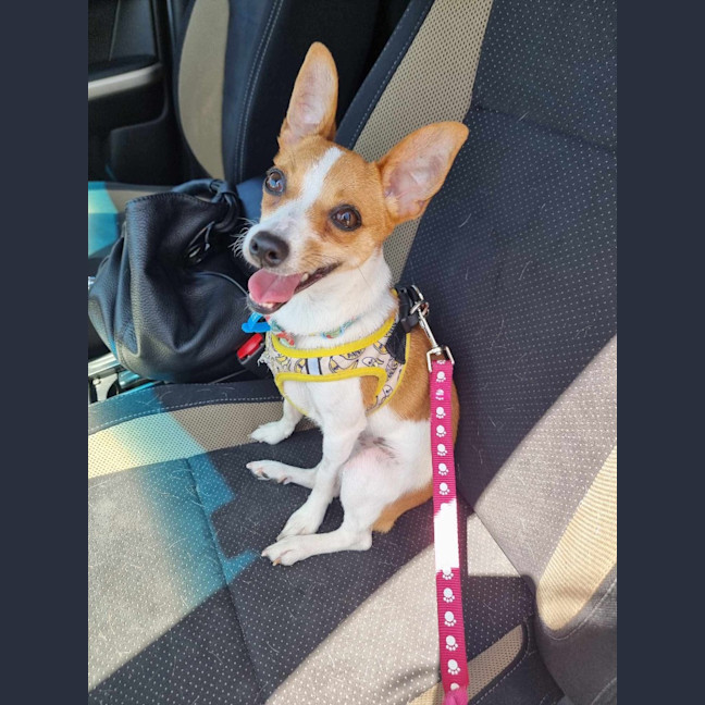 Photo of Dizzy