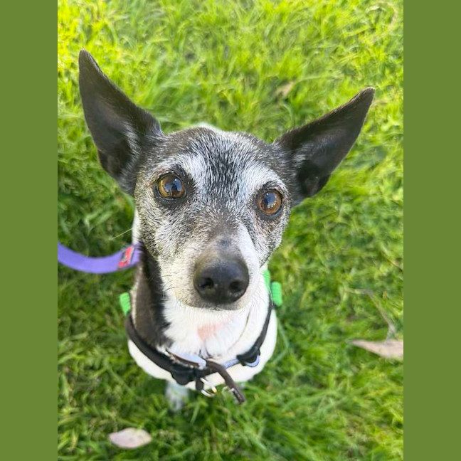 Photo of Rex