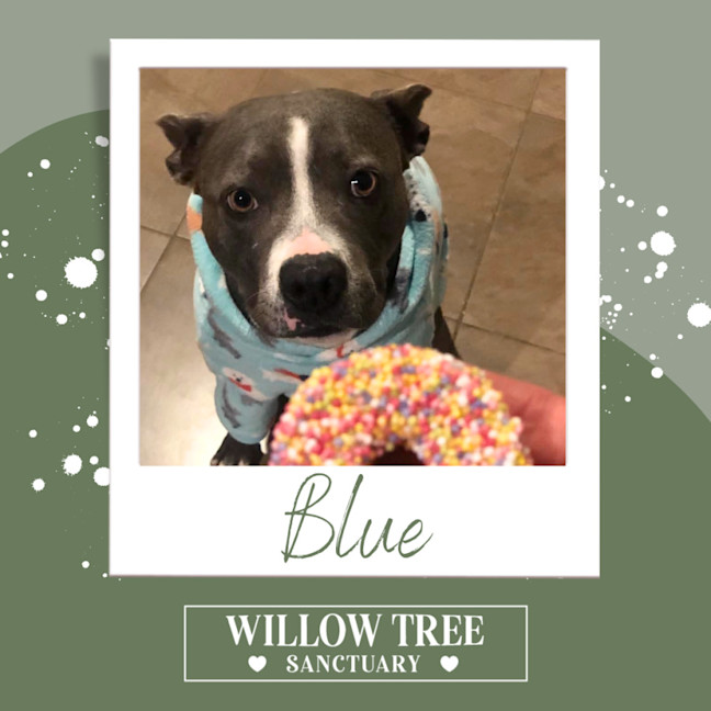 Photo of Blue