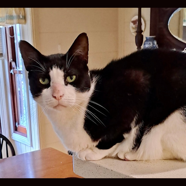 Photo of Dasher