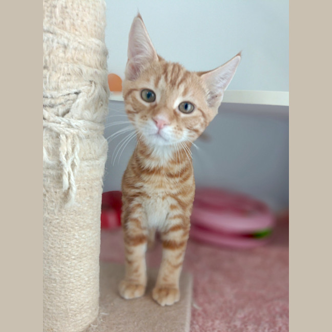 Photo of Shamrock