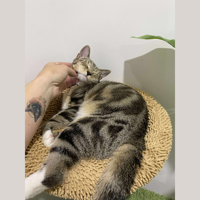 Photo of Willow