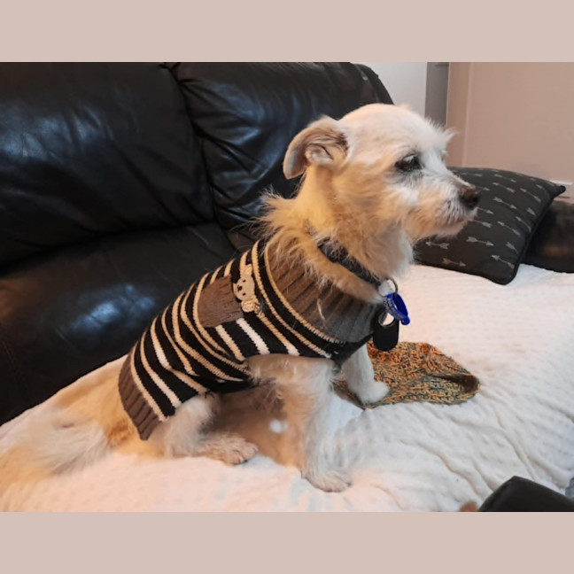 Photo of Gus   11 Year Old Jack Russell X